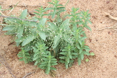 Indoneesiella longipedunculata